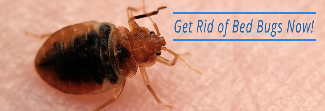 Get Rid of Bed Bugs Now!
