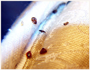 Bed Bugs in the Seam of a Mattress