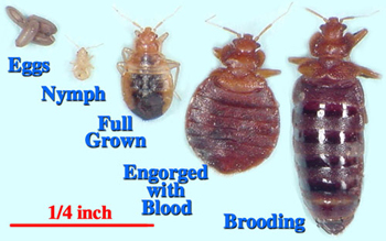 Bed Bug Growth Stages: Eggs, Nymph, Full Grown, Engorged, Brooding