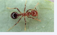 A Fire Ant
