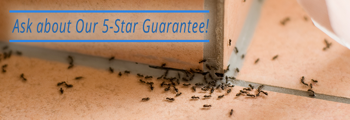Ask about Our 5-Star Guarantee!