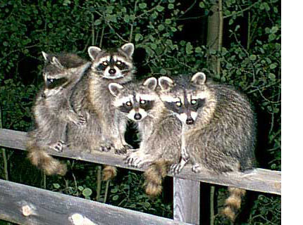Raccoons on a Porch Railing