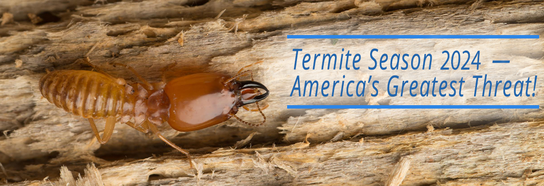 Termite Season 2024 — Protect Your Home Today!